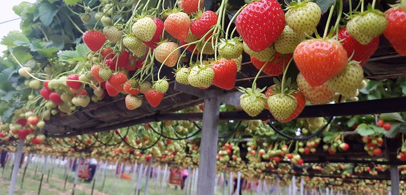 Fruit farm seasonal worker staff accommodation