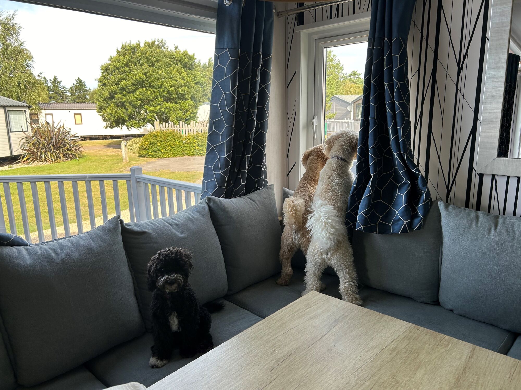 dog friendly static caravan