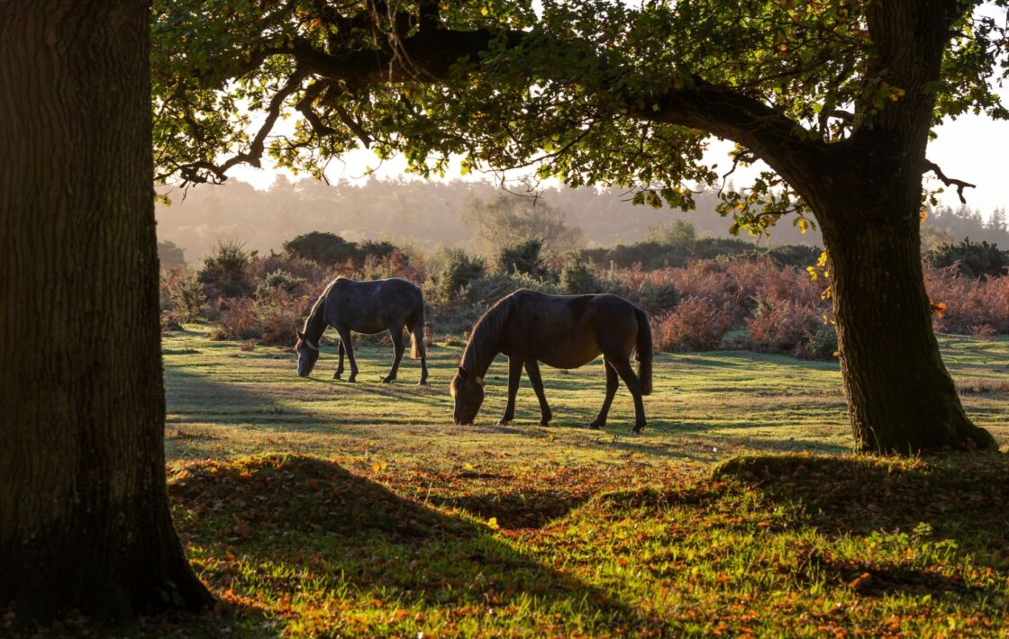 Green Hill Farm Holiday Village