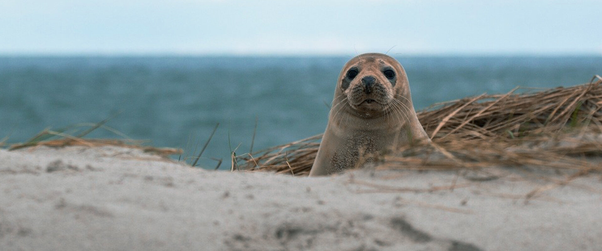 Waxham Sands Holiday Park
